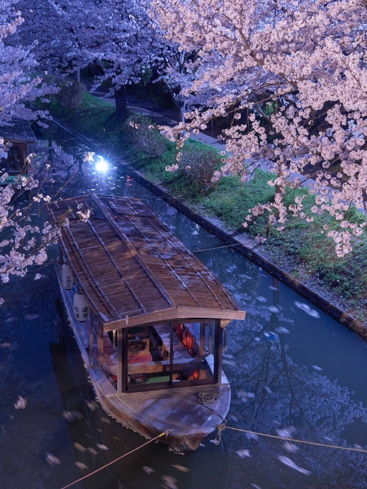 [Image1]The Jugokufune operates only during the cherry blossom season in Fushimi Ward, Kyoto City.At night, 