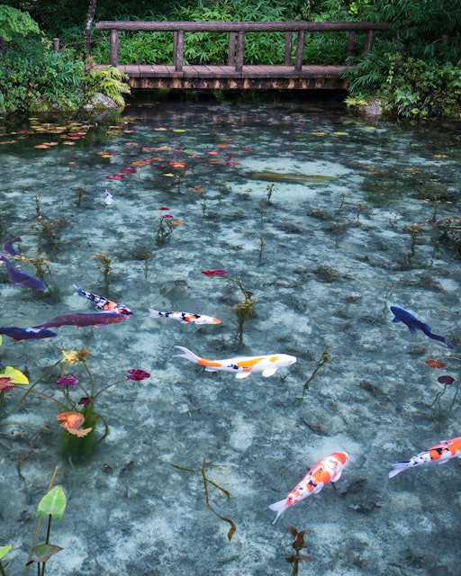 [Image1]Monet's Pond.Originally a nameless pond.The transparent water shines with the light shining in the m