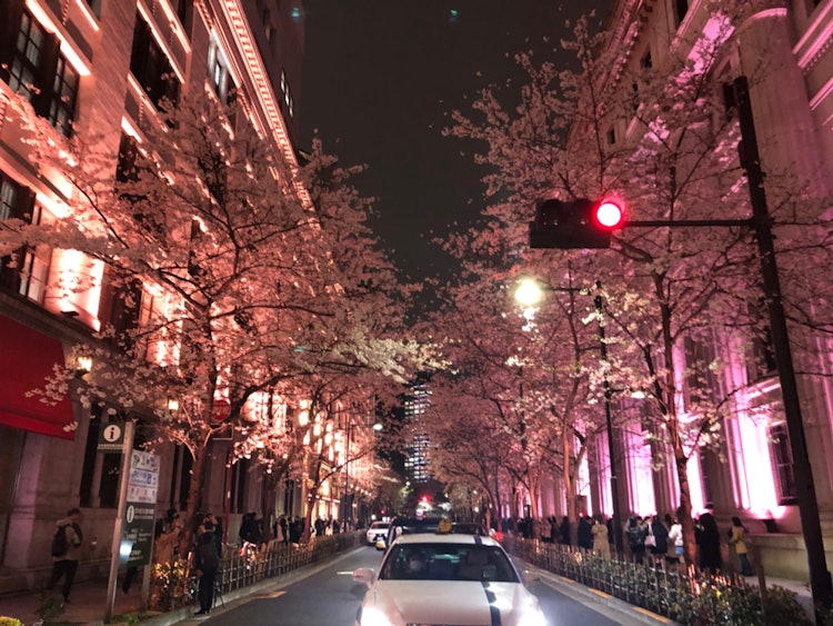 [이미지1]2024/4/5 19:03니혼바시 미쓰코시와 미쓰이 스미토모 은행 사이에 있는 벚꽃 가로수입니다.횡단보도를 건너면서 찍은 사진입니다.밤에는 라이트 업되어 낮과는 다른 일면을 보여줍