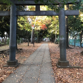 [画像1]紅葉しはじめた神社🍁⛩気持ち良過ぎて落ち葉を裸足で歩いてみたら、11月なのに地面が暖かい😃