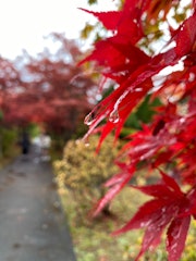 [相片2]在札幌享受🍁紅葉北海道札幌的平岡十蓋中心在札幌可以欣賞紅葉的著名景點之一。雖然離中心有點遠許多人從全國各地趕來觀看一排排的紅葉。從中央的日本花園眺望紅葉的景色非常♪優雅。