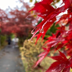 [Image2]Enjoy 🍁 the autumn leaves in SapporoHiraoka Jugei Center in Sapporo, HokkaidoOne of the famous spots