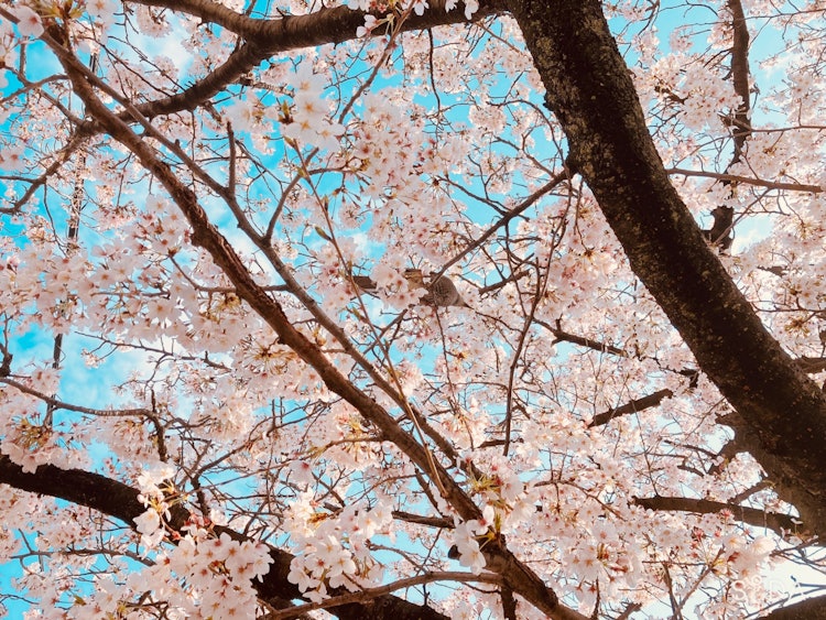 [相片1]因为我在散步时在樱花中发现了一只麻雀。麻雀和樱桃。#春 #摄影比赛