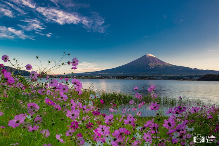 [相片1]秋天的蓝天，秋天的樱花和日落前的富士山波斯菊花 🌸河口湖 - 在山梨县以前拍摄过