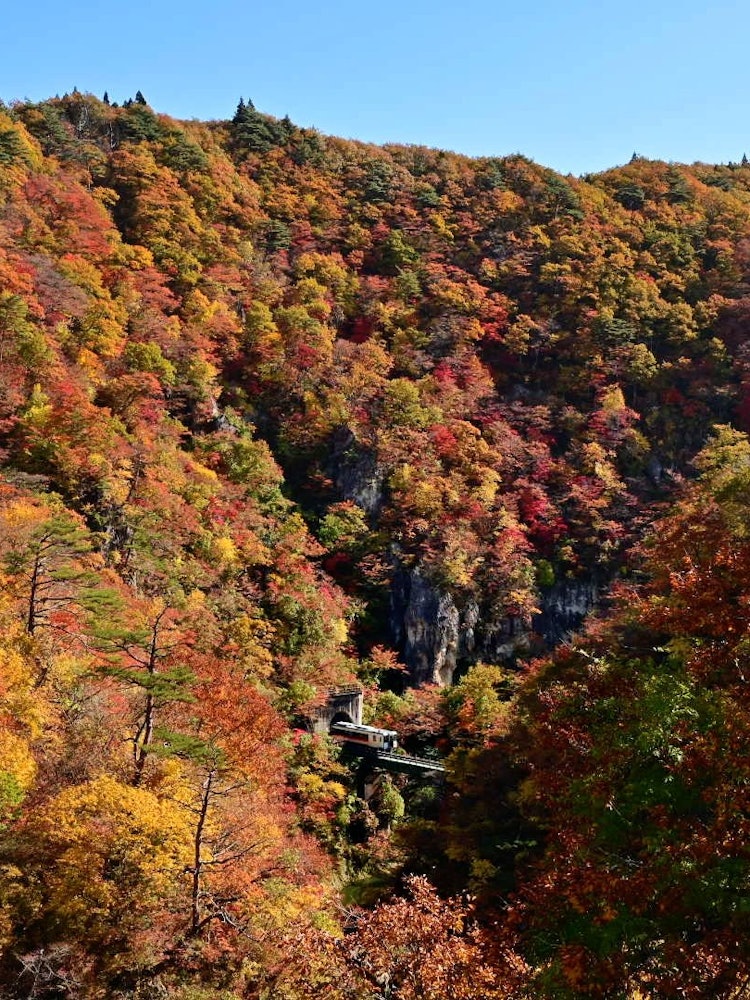 [画像1]宮城県の鳴子峡この時季は色鮮やかで電車を撮ったり紅葉狩りでたくさんの人が来ています 