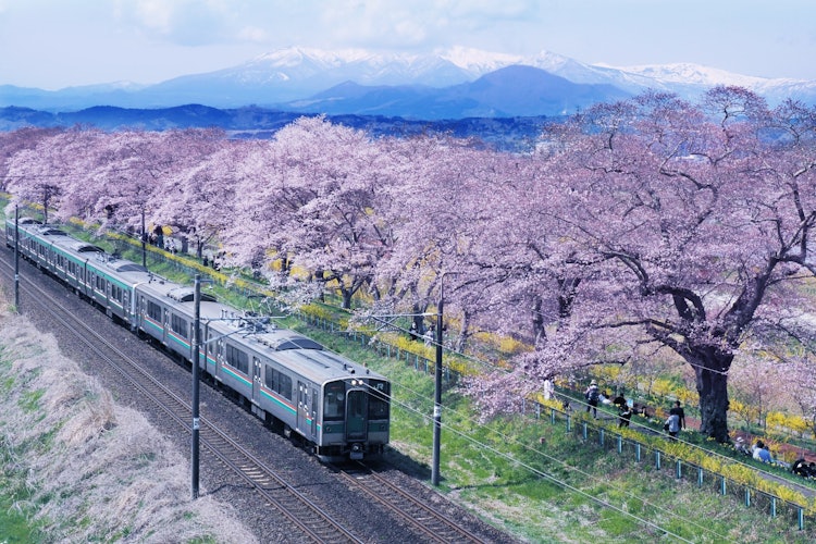 [相片1]这是宫城县的白石川堤防。 樱花似乎来得有点早，我能够拍到山上的雪和樱花，连翘和四列火车。