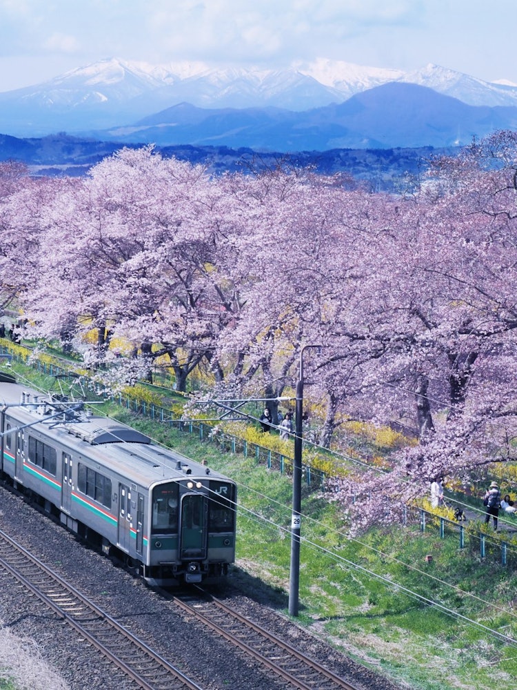 [画像1]宮城県白石川堤です。 桜は、少し早かったようですが、山々の雪と桜、レンギョウ、電車の四重奏が撮れました。