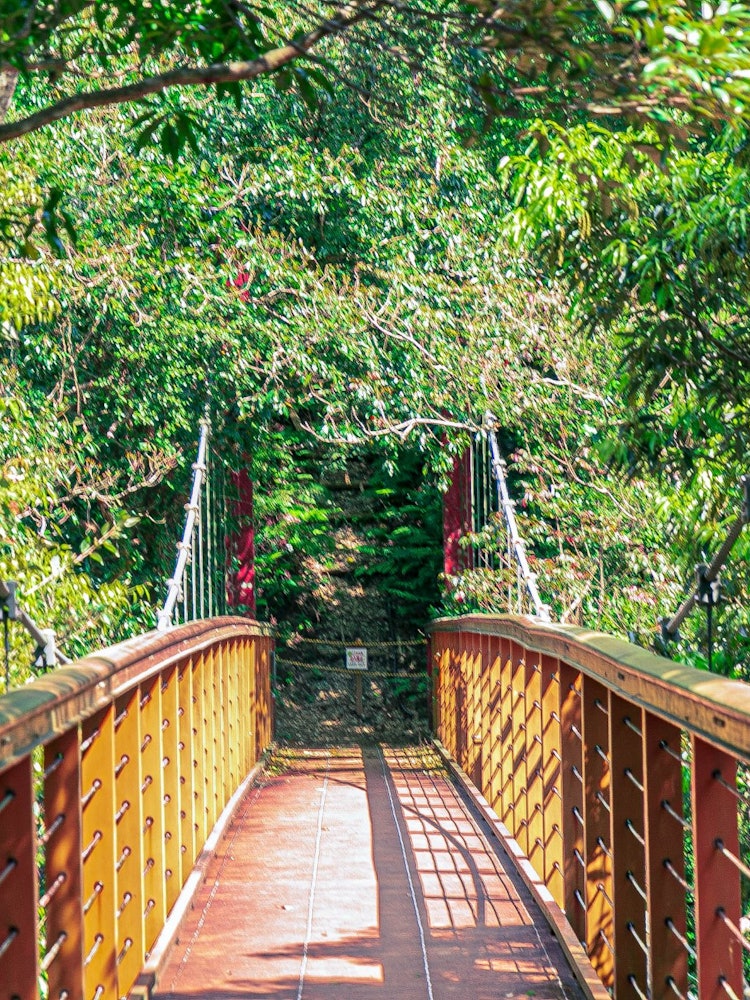 [画像1]今年の沖縄春旅行。やんばるは比地大滝での吊り橋。滝を目指して1.6kmウォーキング