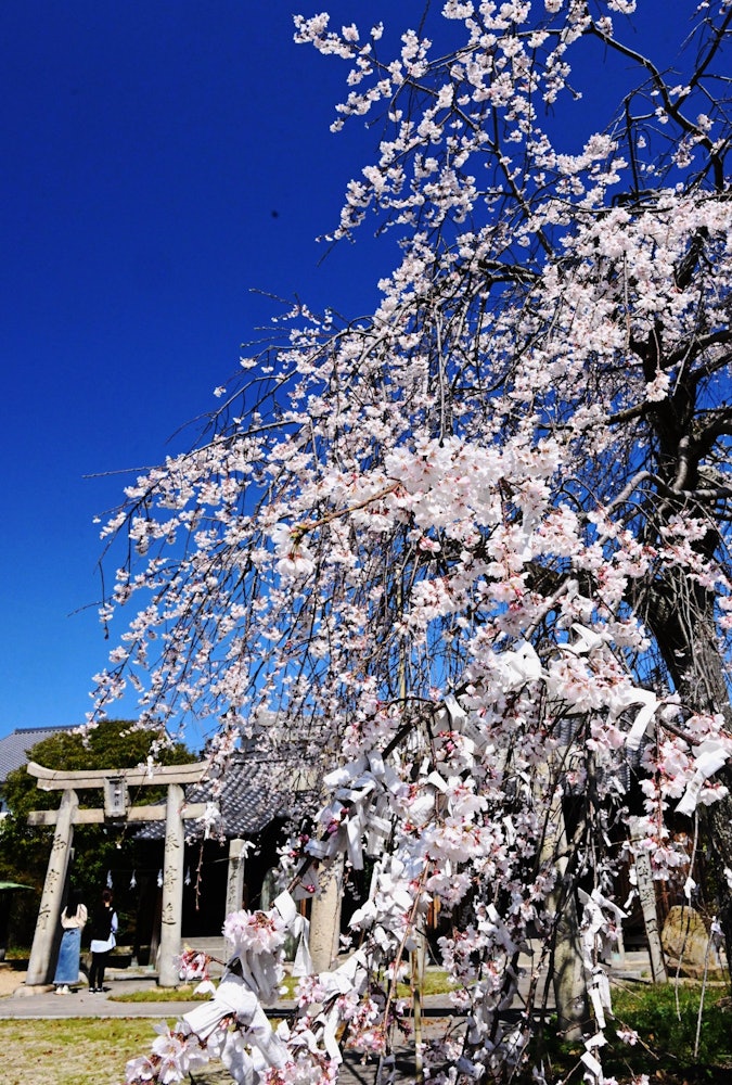 [이미지1]장소: 에히메현 이마바리시 신사처진 벚꽃을 바라는 점쟁이