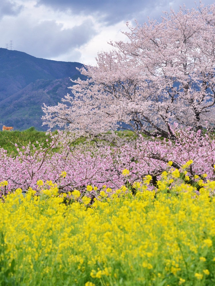[Image1]It is a competition of cherry blossoms, peaches, and rape blossoms.