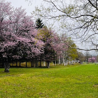 [이미지1]가리카치 고원 공원은 비가 약하게 내리지만 벚꽃이 만개합니다.#홋카이도#도카치#신토쿠조#신토쿠 관광 협회#가리카치 고원 공원#만개한 벚꽃#Prunus sargentii (에조 벚나