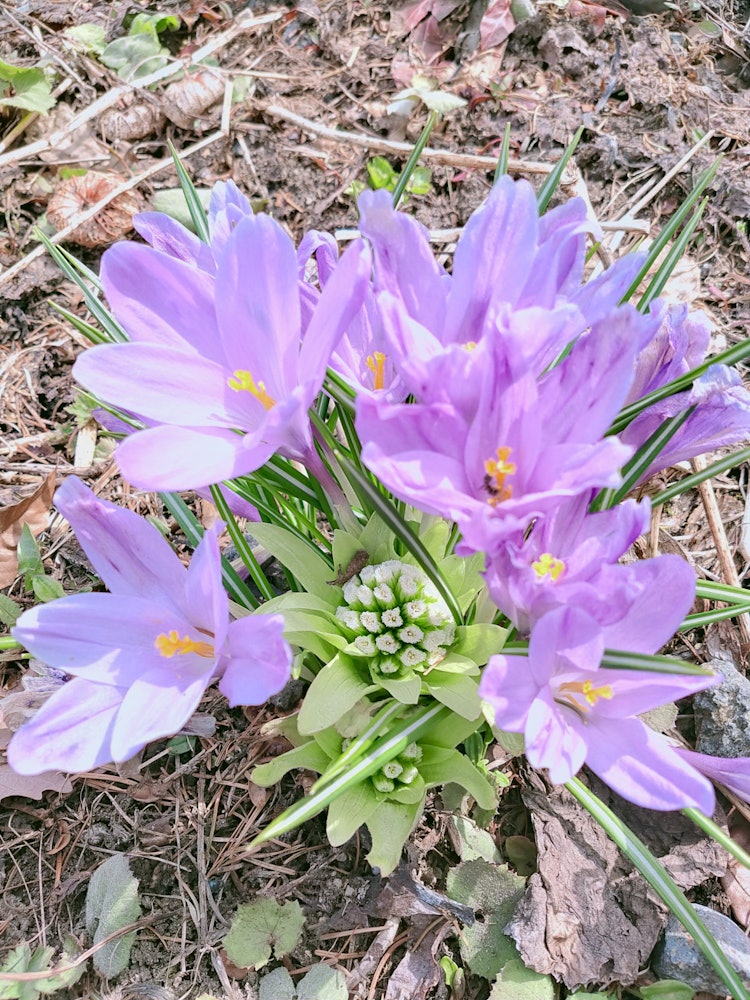 [相片1]北海道的春天終於來了。中間是野生植物之一“蜂鬥菜玫瑰”，周圍的紫色花朵是“番紅花”。櫻花即將到來，但它們正在產生足夠的春天☺️。