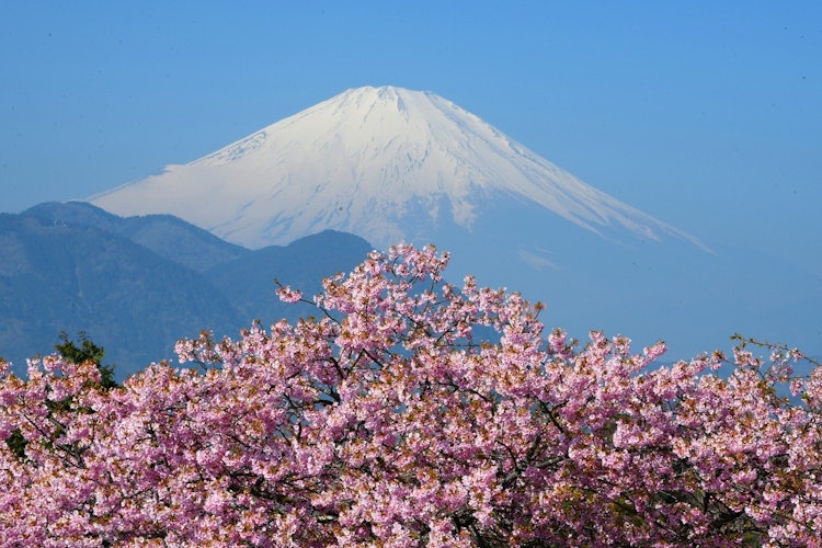 [画像1]神奈川県松田市の河津桜と富士山です