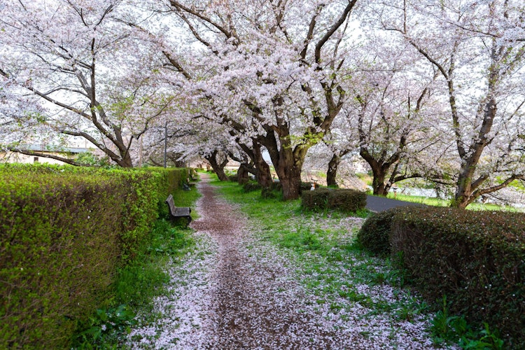 [画像1]茨城県土浦市の土浦桜川堤 /茨城に旅行したとき桜を見に行ったところです。初めてソメイヨシノ見ました！ 沖縄のカンヒザクラとはスケールとか全然違ってて、すごく綺麗で感動しました！土浦桜まつりを今月やる予