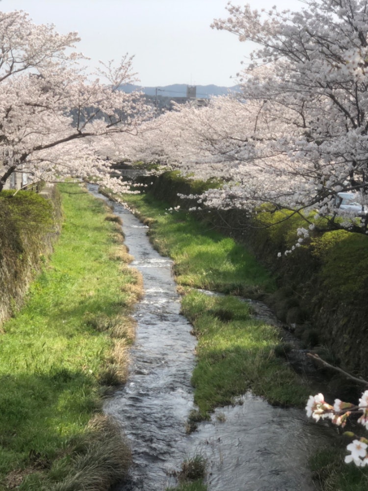 [Image1]A row of cherry blossom trees that I often passed when I was a student.It's always beautiful.