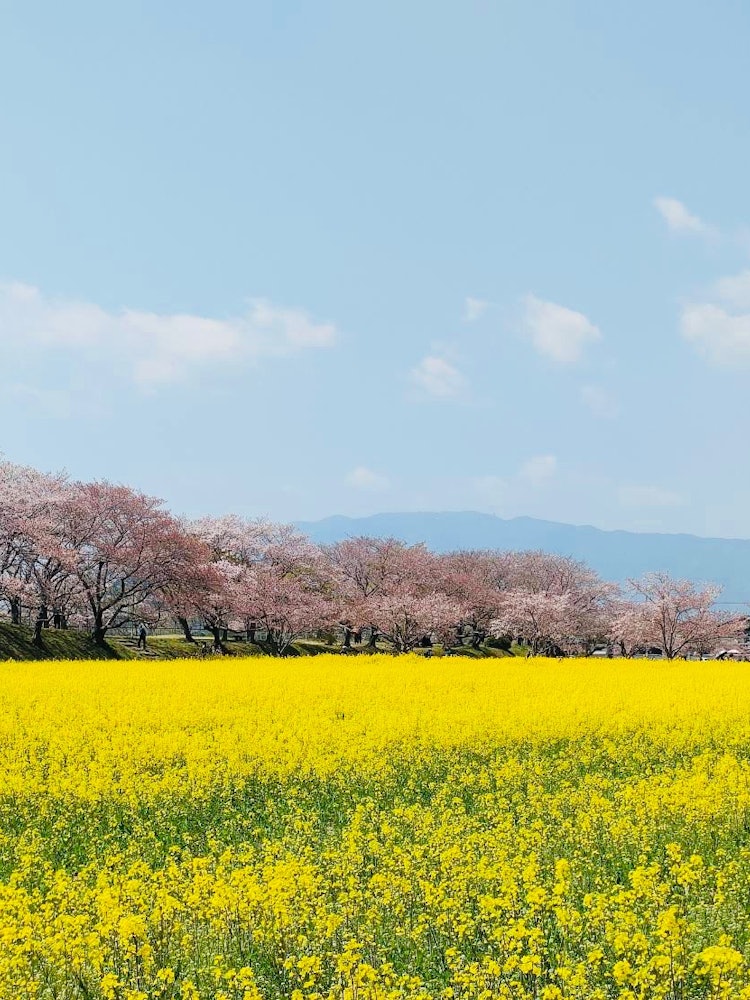 [Image1]It is rape blossoms and cherry blossoms from the Fujiwara-no-miya ruins in Nara.You can enjoy two fl