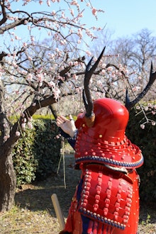 [画像1]【大阪城 梅林公園】2024年2/13現在開花情報：花見にはもう少し大阪城梅五輪公園2024年2月13日現在開花情報:花見のためにもう少し