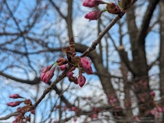 [画像2]音更町内にある鈴蘭公園🌸スズランをはじめ、春には桜の名所として町民に親しまれているお花と緑が豊かな公園です。 🌳月曜日の朝、開花した桜が撮れて春気分を深く感じました〜4月下旬に向けて、満開になる予定な
