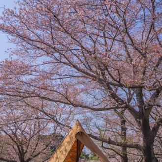 [画像2]秘密の場所で桜キャンプ🌸サーカスtc×桜は相性抜群🌿⛺️日本でアウトドアといえば桜ですよね☺️また来年も行きたいな〜✨