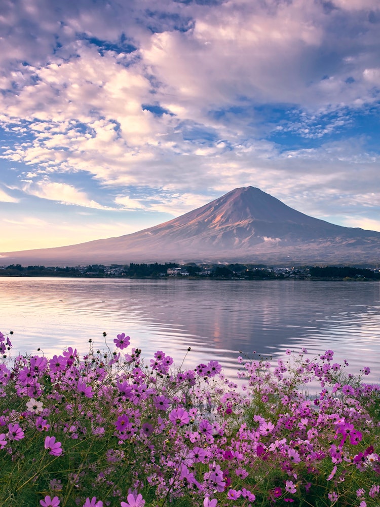 [相片1]秋天的天空秋天的樱花 🌸秋天的富士山河口湖岸边的波斯菊盛开，富士山在早晨倒挂山梨县河口湖 - 摄于 2021/10