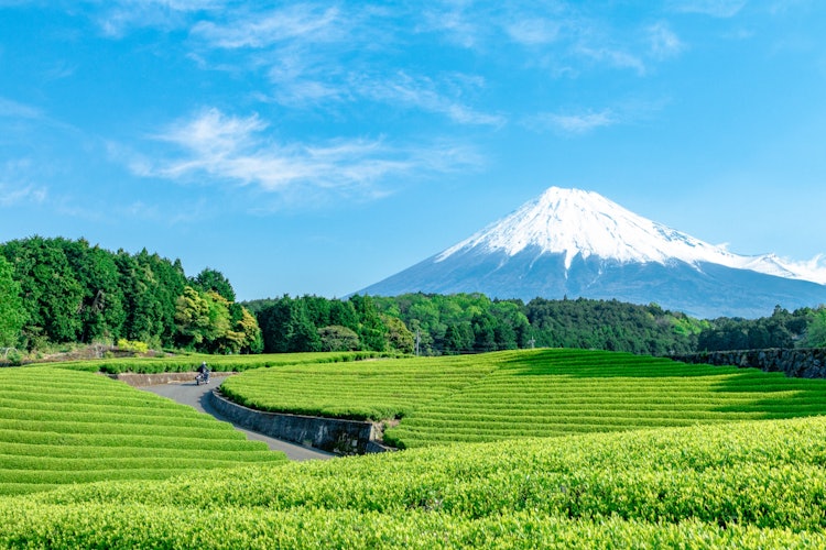 [이미지1]Shizuoka_Chanooka와 후지산. 💓💓💓상쾌한 아침. 일본의 멋진 자연을 동경합니다. 초록색 단풍이 후지산을 강조합니다. 설렘으로 새로운 하루를 시작하세요 💓