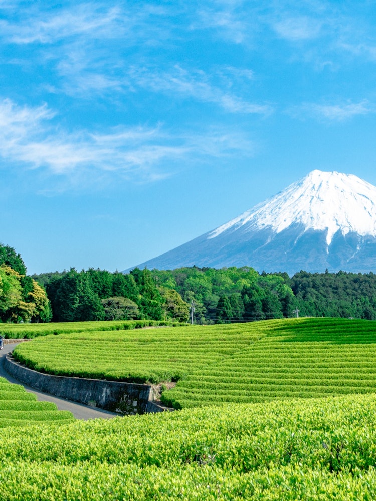 [相片1]Shizuoka_Chanooka和富士山。 💓💓💓清爽的早晨。 向往日本的美妙自然风光。 绿叶突出了富士山。 兴奋地开始💓新的一天