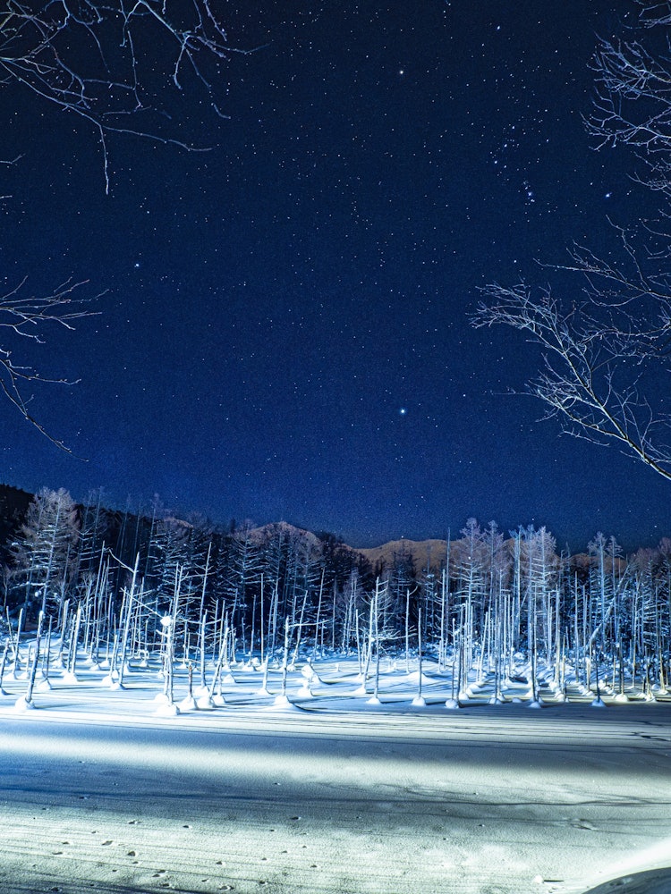 [相片1]著名的美瑛青池在夏天，鈷藍色的景色很壯觀，但在冬天，當水面結冰和積雪時，您將無法看到藍色池塘的水面。但是，您可以在晚上享受點燈活動白雪皚皚的風景，高聳的白落葉松樹，抬頭時閃爍的星星冬天也是一個很棒的地