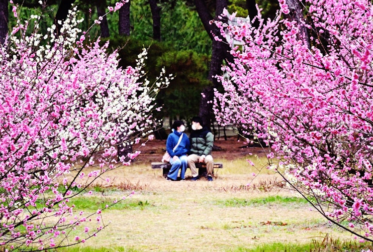 [이미지1]촬영 장소: 에히메현 이마바리시 사쿠라이시 쓰나시키 텐만구 신사만개한 매화를 즐기는 커플
