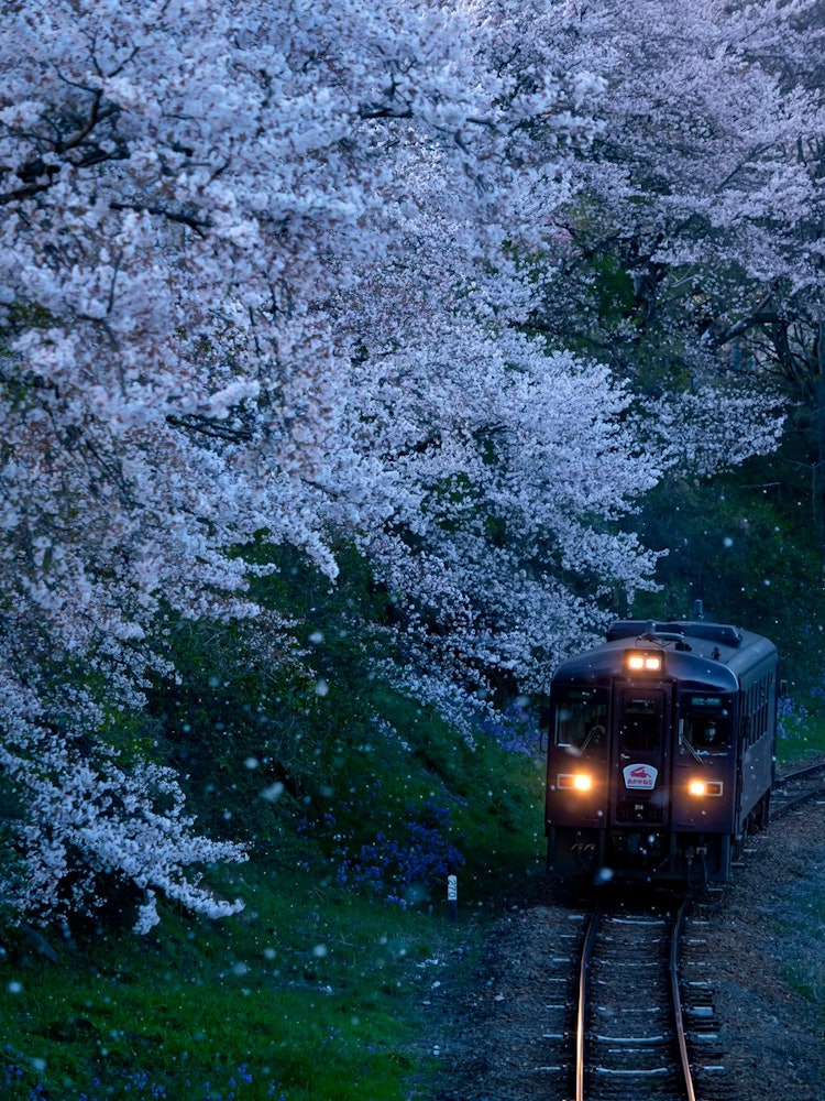 [相片1]擠滿了射擊鐵的「渡良瀨谷鐵路」的射擊點櫻花花瓣因突如其來的強風而飄動。綠， 群馬縣