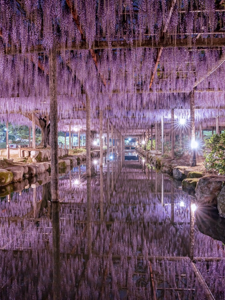[Image1]-Sucked into the wisteria shelf-This photo was taken at Tennogawa Park in Tsushima City, Aichi Prefe