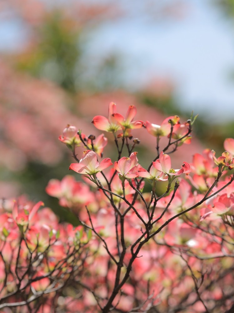 [画像1]大急ぎで花開いた桜満開が通り過ぎた後桜の返礼で米国から贈られた日米親善の木お庭の花水木が鮮やかに輝いています