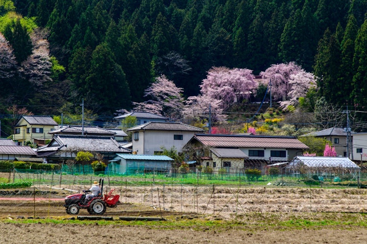 [相片1]摄于埼玉县秩父市。Hitsujiyama Park 和 Binoyama Park 是您可以在秩父感受到春天的著名地方，但我认为可以说，由于山脉与盆地中的人之间的距离很近而可以看到的风景也适合在秩父感