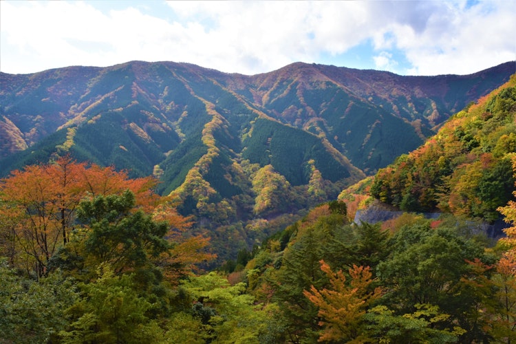 [Image1]Autumn leaves of Nara Tenkawa