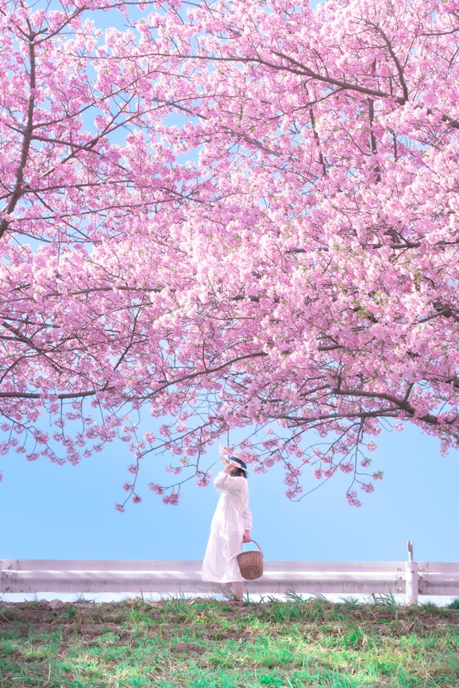 [相片1]📍 爱知县/音川县冈崎市的音川川以其美丽的樱花树而闻名。一排排的樱花树也不错，但我喜欢这个构图，它剪掉了一部分。