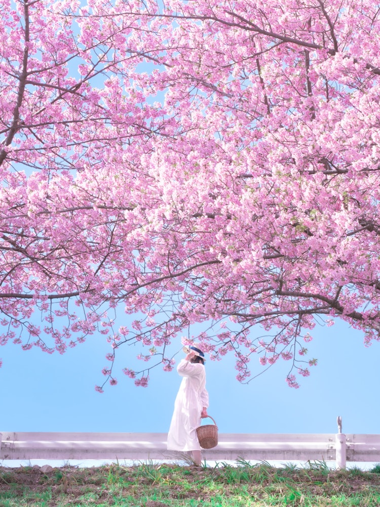 [Image1]📍 Aichi / OtogawaOtogawa River in Okazaki City is famous for its beautiful cherry blossom trees.The 