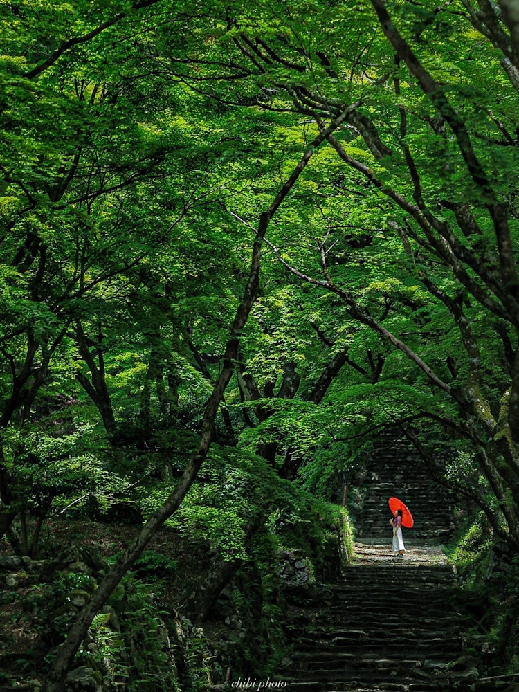 [相片1]滋賀縣新鮮綠色隧道這是秋葉的著名景點，但新鮮的綠色也值得🇯🇵一看。