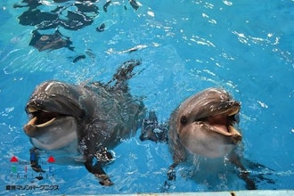 [相片1]海豚饲养员最喜欢的照片 🐬~宽吻海豚~这一次，它是额外的版本（右）#牛奶和（左）#可可一起。我想向您介绍一些可爱的照片！试着☺找出两匹马之间的区别