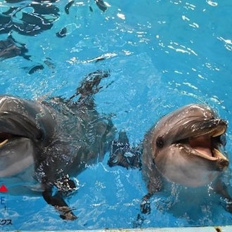 [相片1]海豚饲养员最喜欢的照片 🐬~宽吻海豚~这一次，它是额外的版本（右）#牛奶和（左）#可可一起。我想向您介绍一些可爱的照片！试着☺找出两匹马之间的区别