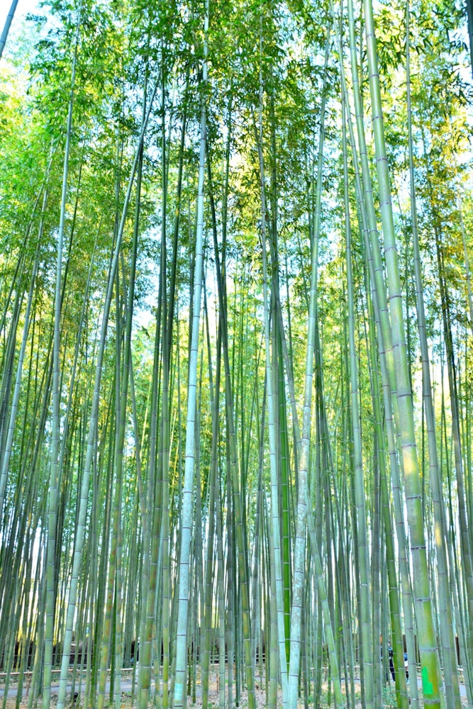 [相片1]📍 京都/岚山/竹林小径岚山有很多观光景点。 竹林很美 ✨