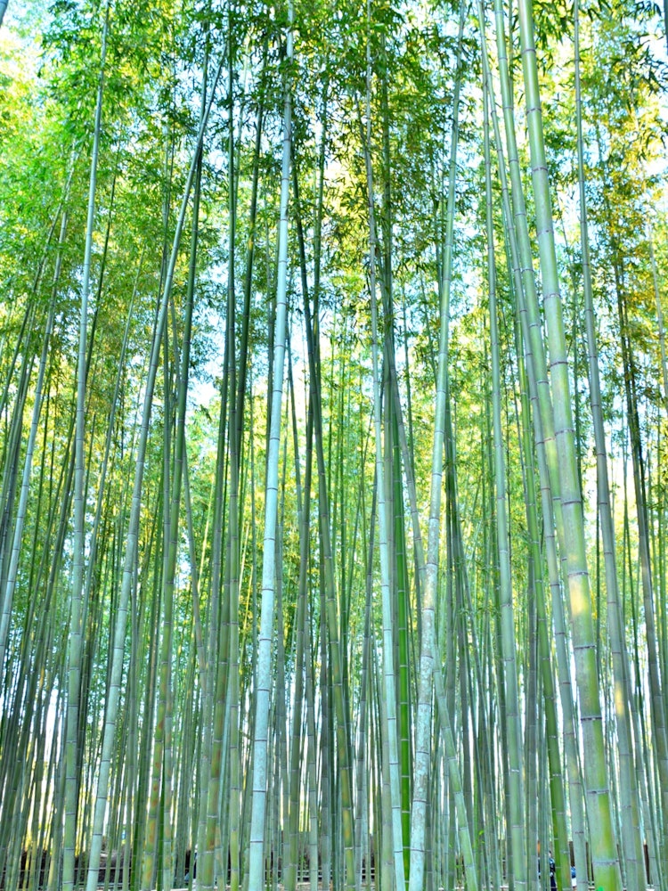 [画像1]📍京都府/嵐山/竹林の小径嵐山には沢山の観光スポットがあります。 竹林が美しいです✨