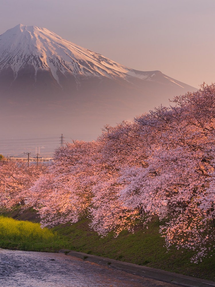 [Image1]Mt. Fuji and rows of cherry trees 🌸🌸🌸 in Fuji CityCherry blossoms in the morning sun