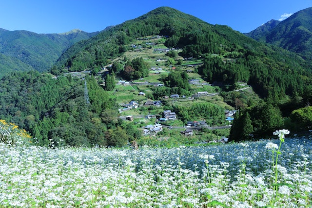 [画像1]徳島県の落合集落を蕎麦の花と共に撮りました。いつまでも残っていてほしい日本らしい景色です。