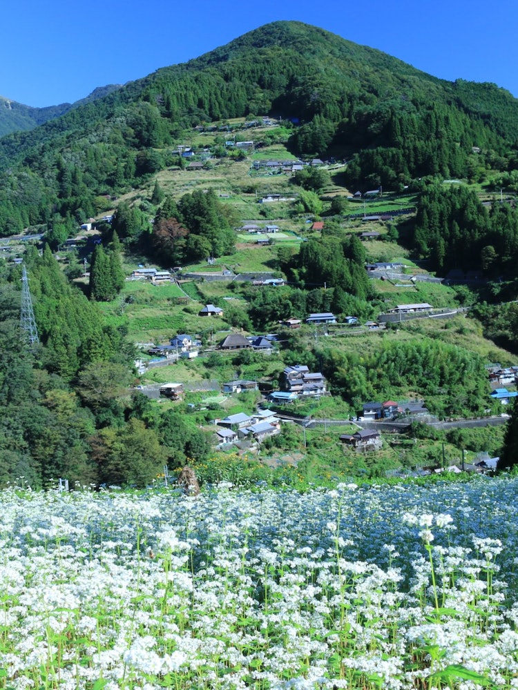 [相片1]我用荞麦面花拍摄了德岛县落合村的照片。这是典型的日本风景，我希望能永远保留下去。