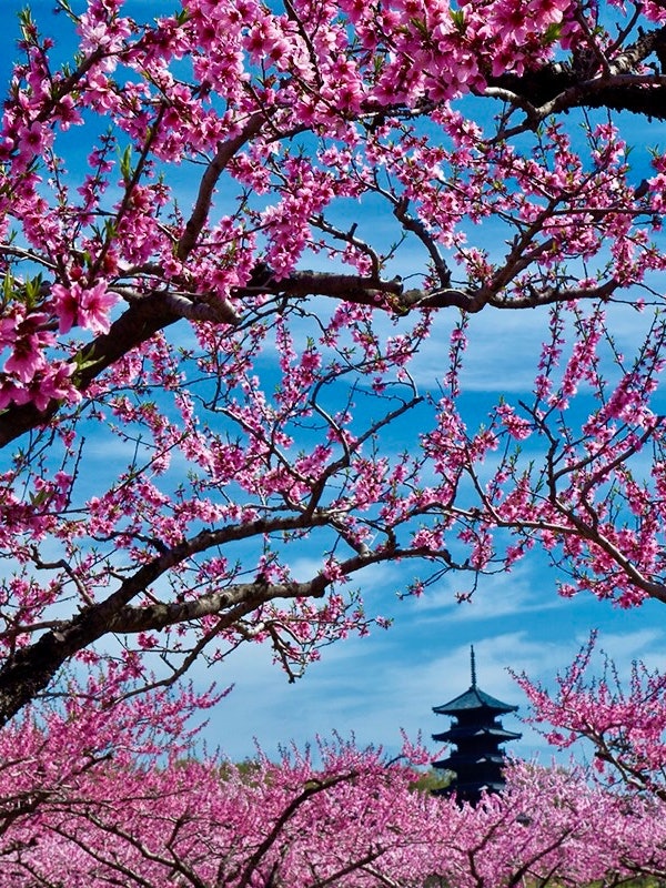[画像1]岡山県総社市の備中国分寺。 五重塔は吉備路のシンボル、春には桃の花🌸が咲き、まさに桃源郷です。