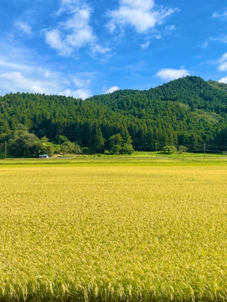 [Image1]The rural scenery 🌾 of Tome City, Miyagi Prefecture, which was the setting for 