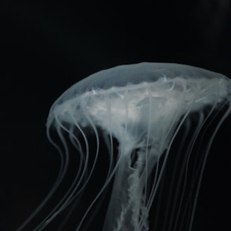 [Image2]I went 🙌🏻🙌🏻 to KaiyukanThe jellyfish were 💞 very beautiful.