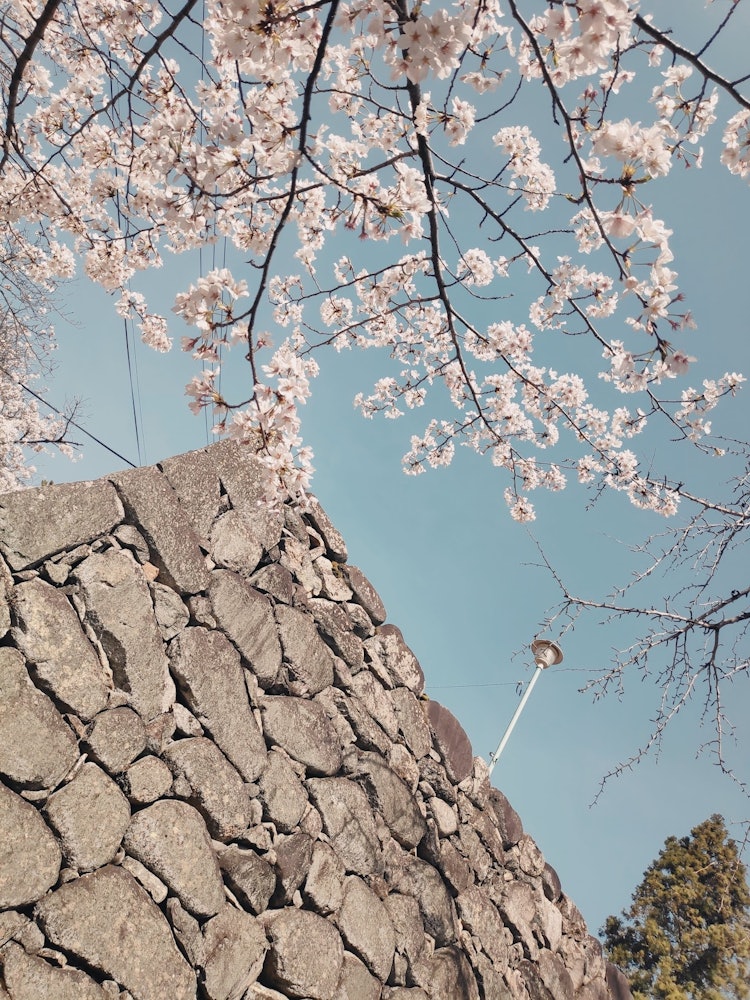 [Image1]Photographed at the ruins of Matsusaka Ruins of the Castle. As I walked towards the castle tower, I 