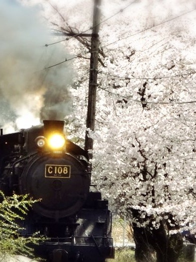 [相片1]大井川铁道！！SL和樱花的合作照片 ♡