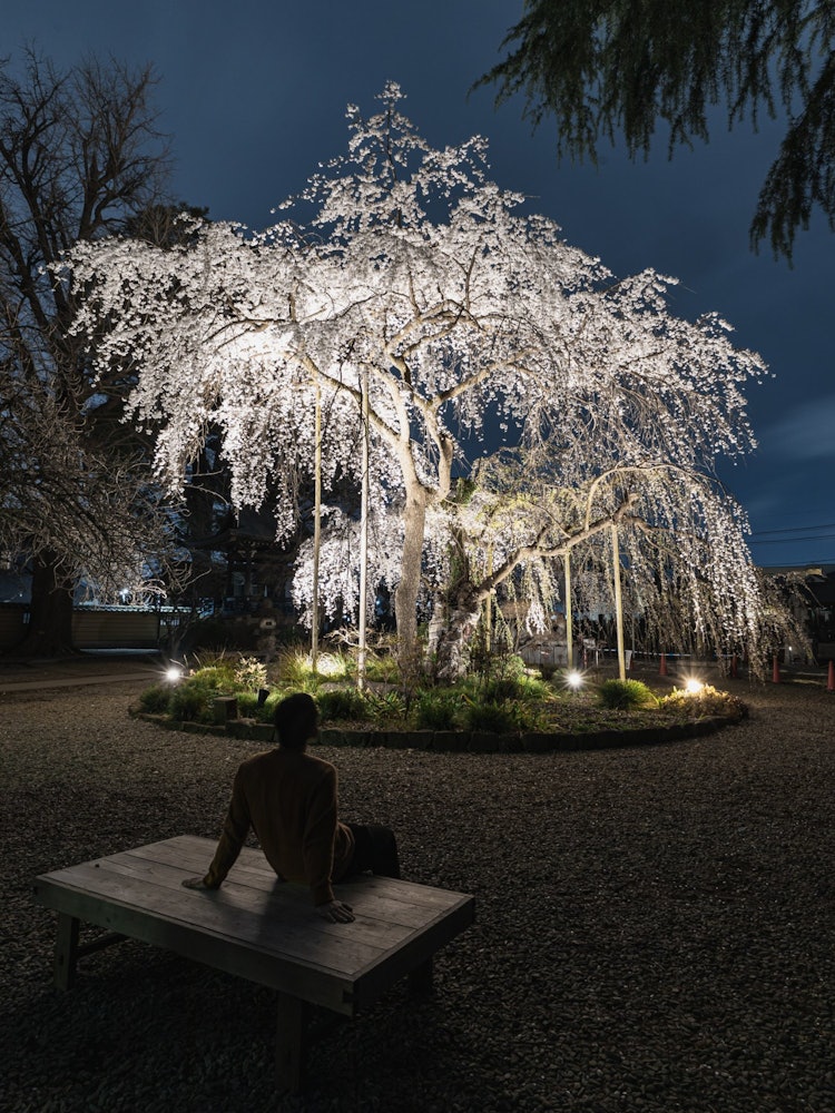 [Image1]Looking at the 🌸 cherry blossoms at nightThis is a temple in Shiki City, Saitama Prefecture.It is a 