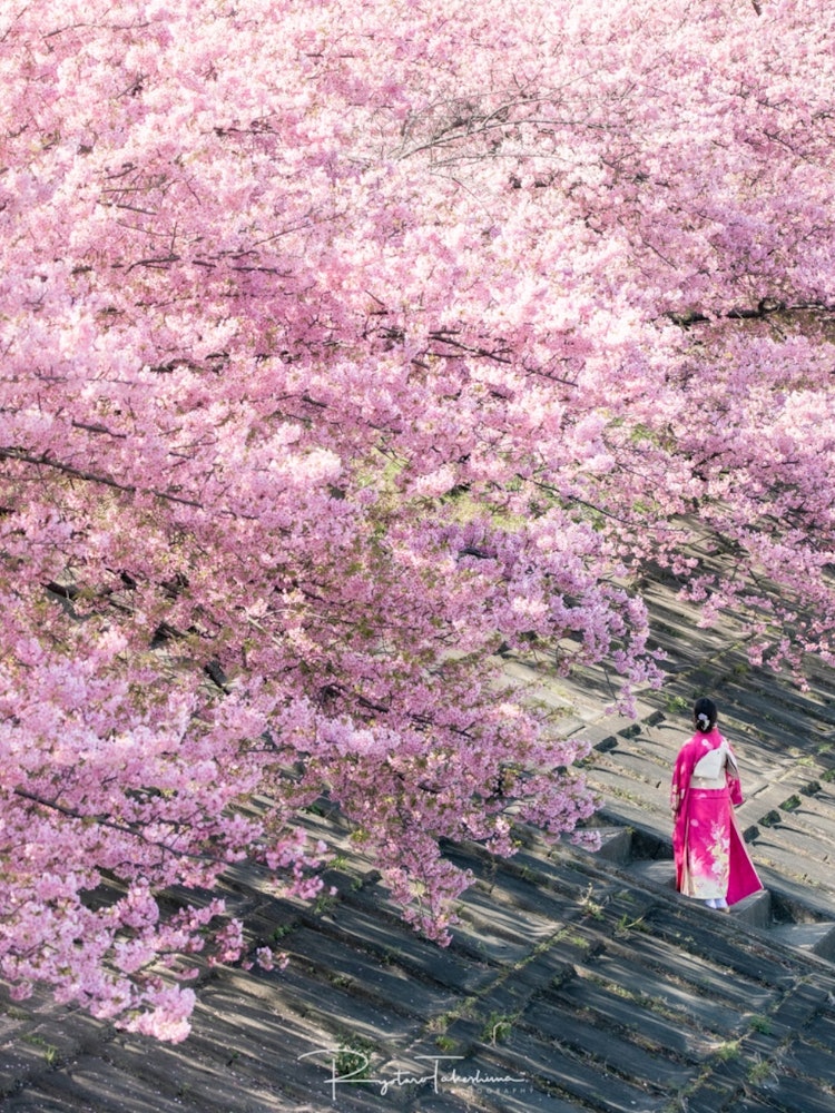 [相片1]愛知縣岡崎市的音川春天，河津櫻花沿著河邊盛開800米。